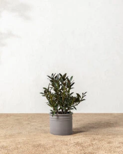 Bolton Ceramic Planter -Bloomingville Store 20220110 Outdoor 010 0bda3253 a98d 49a6 bc9f ab08614a7b4c