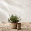 Oksana Distressed Cement Planter -Bloomingville Store OksanaDistressedCementPlanter MDCR2926 NAT MAIN T e5322b88 9332 4c64 ab20 9eb35ca30a29
